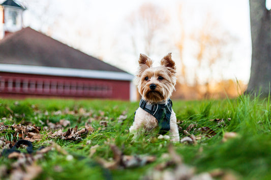 Should I Bring My Dog To My Photo Session?