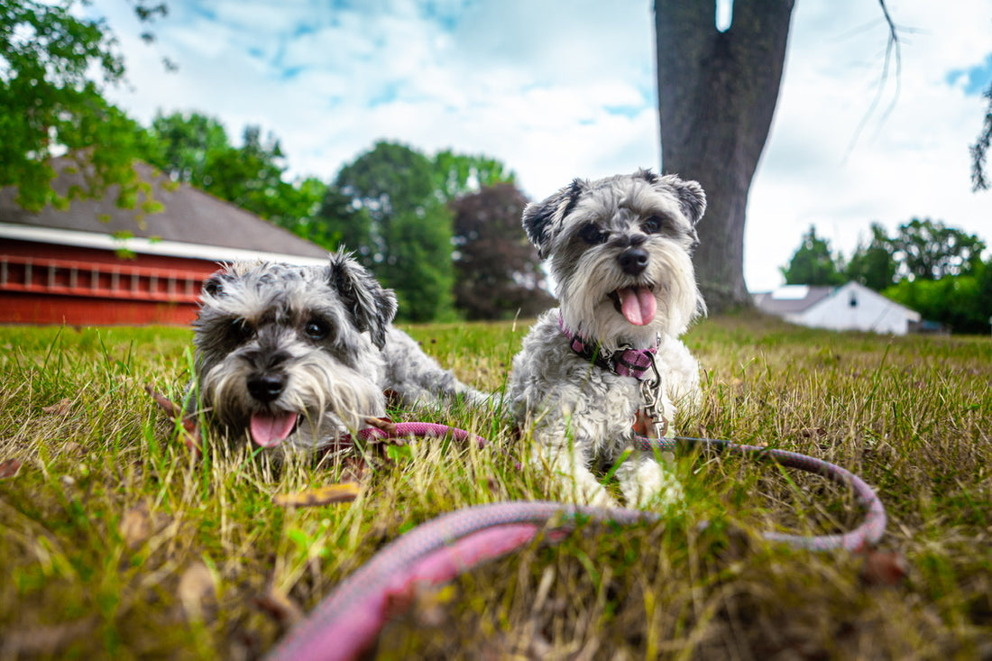 5 Qualities You Should Look For When Looking For a Pet Photographer